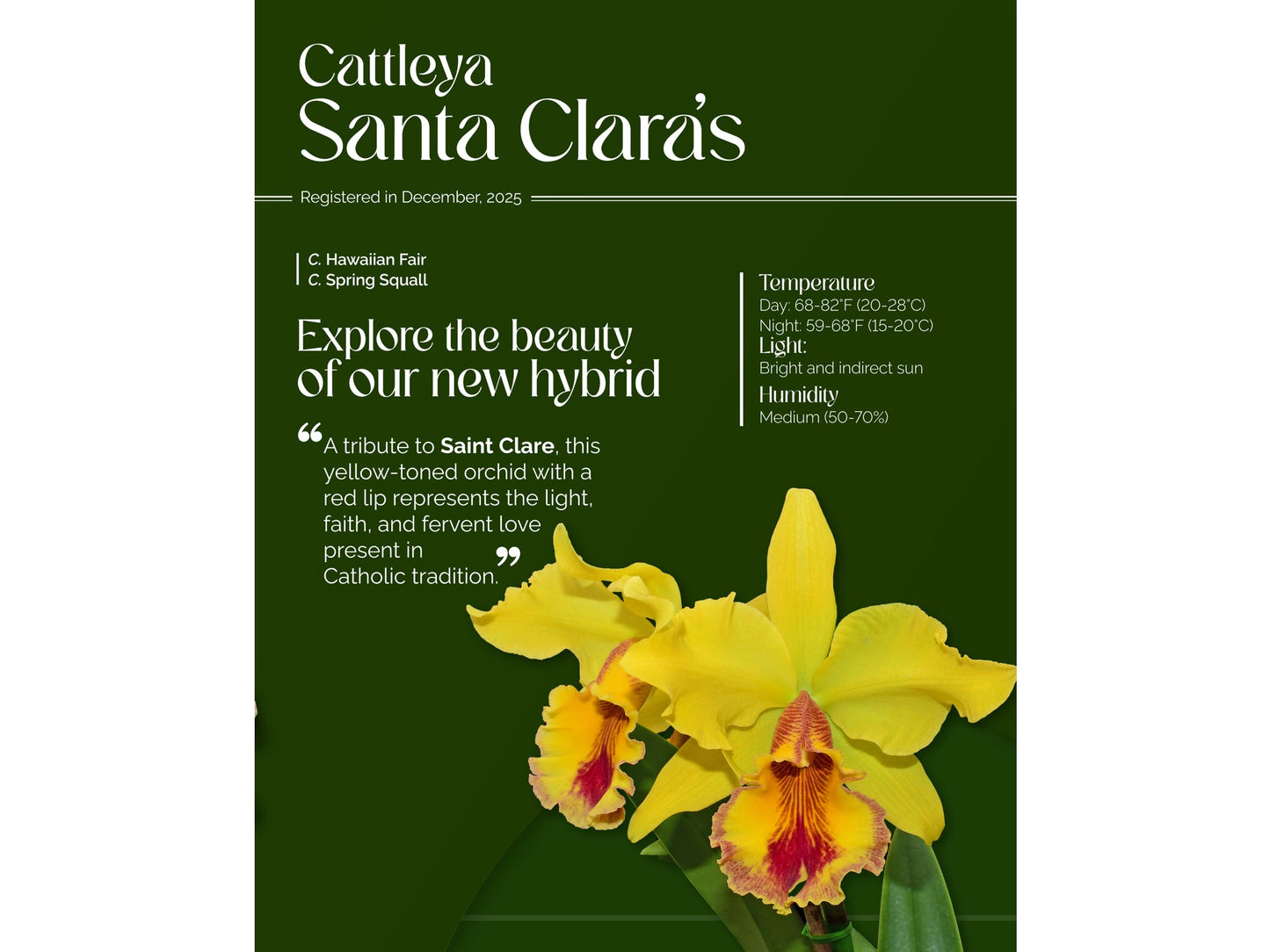 Cattleya Santa Clara’s