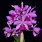 Cattleya Virgen de Guadalupe