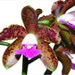 Cattleya tigrina