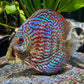 Red Melon Discus (Red Marlboro)