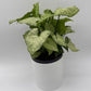 Syngonium White Butterfly
