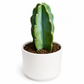Cuddly Cactus