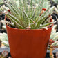 Lance Aloe