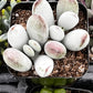 Cotyledon Silver Peak