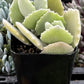 Kalanchoe Milottii