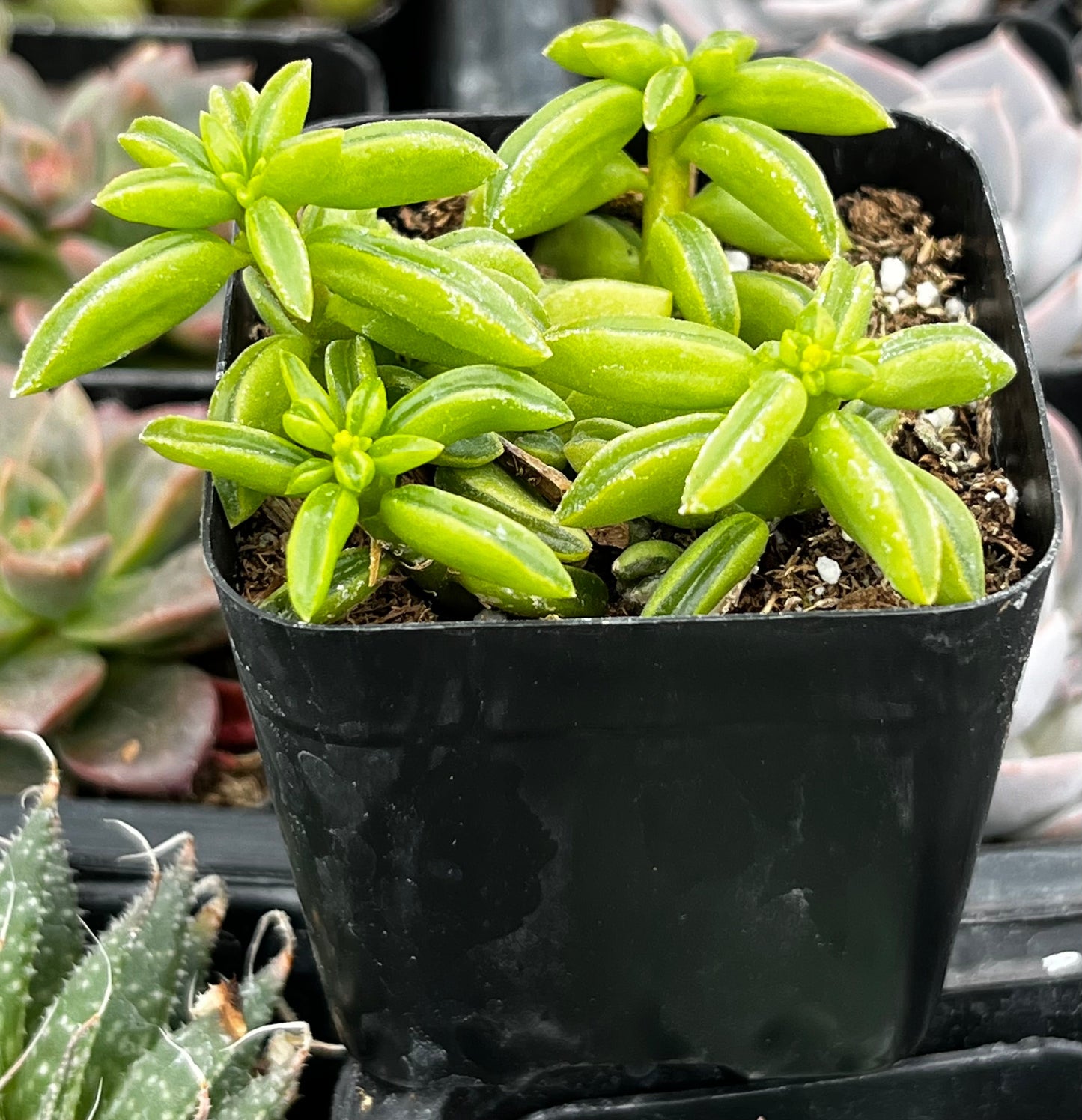 Peperomia Axillaris