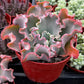 Echeveria Blue Curls