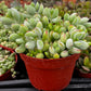 Cotyledon Pendens