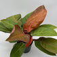 Philodendron 'Prince of Orange'