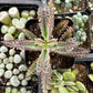 Mother of Millions