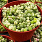 Variegated String of Pearls