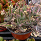 Mother of Millions