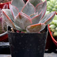 Echeveria Moon Dust Rose
