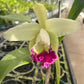 Cattleya Monarca