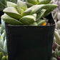 Crassula Springtime
