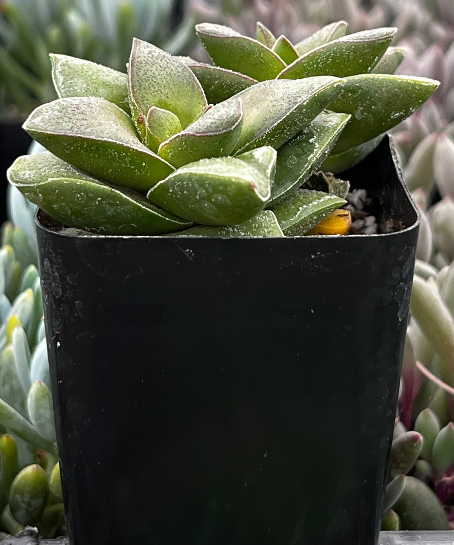 Crassula Springtime