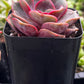 Echeveria Red Ball