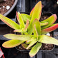 Crassula Capitella Campfire