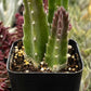 Stapelia Gigantea