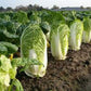 CABBAGE Seeds, Chinese Michihili