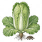 CABBAGE Seeds, Chinese Michihili