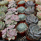 Bulk 4 inch Succulent Plants