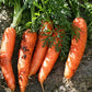 CARROT Seeds, Danvers Half-Long