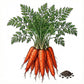 CARROT Seeds, Tendersweet
