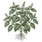 CATNIP Seeds
