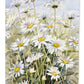 Daisies by Bettie Cheesman Garden Flag – Decorative Outdoor Yard Flag CBC0043GF