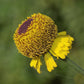 50 ROSILLA Helenium Puberulum Autumn Lollipop Sneezeweed Dogtooth Daisy Helen's Flower Yellow & Red Herb Seeds