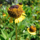 50 ROSILLA Helenium Puberulum Autumn Lollipop Sneezeweed Dogtooth Daisy Helen's Flower Yellow & Red Herb Seeds