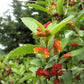 25 TWINBERRY HONEYSUCKLE Lonicera Involucrata California Bearberry Black Twin Berry Endangered Native Sun or Shade Shrub Yellow Red Hummingbird Flower Seeds