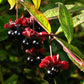 25 TWINBERRY HONEYSUCKLE Lonicera Involucrata California Bearberry Black Twin Berry Endangered Native Sun or Shade Shrub Yellow Red Hummingbird Flower Seeds