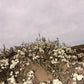 5 BEACH PLUM Prunus Maritima Native Edible Fruit Shrub Bush White Flower Seeds