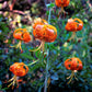 10 LEOPARD LILY California Tiger Lily Panther Lilium Pardalinum Yellow Orange Red Spotted Native Flower Seeds