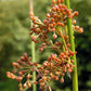 1000 SOFT RUSH (Common Rush) Juncus Effusus Ornamental Grass Seeds