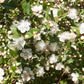 20 TRUE MYRTLE Myrtus Communis aka Common & Sweet Myrtle Fragrant White Flower Edible Blue Berry Fruit Shrub Seeds