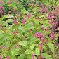 10 KISS ME OVER THE GARDEN GATE Princess Feather Polygonum Orientale Persicaria Orientalis Magenta Pink Flower Herb Seeds