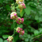 25 FRINGECUP Tellima Grandiflora Odorata Bigflower Fringe Cup Pink Flower Seeds