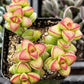 Crassula Brevifolia