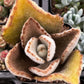 Kalanchoe Beharensis Fang
