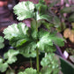 CILANTRO (Coriander) Seeds