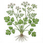 CILANTRO (Coriander) Seeds