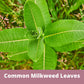 Common Milkweed Seed Pouch