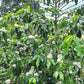 LAST FEW BAGS LEFT! Cup of Excellence Honduras Geisha (#10 Best)