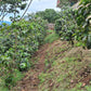 LAST FEW BAGS LEFT! Cup of Excellence Honduras Geisha (#10 Best)