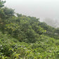 LAST FEW BAGS LEFT! Cup of Excellence Honduras Geisha (#10 Best)