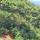 LAST FEW BAGS LEFT! Cup of Excellence Honduras Geisha (#10 Best)