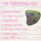 Creeping Thyme Seed Pouch